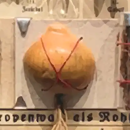 Stilisierter Ausschnitt des Schaukastens: Eine halbe Zwiebel, die Teil der Sammlung ist.