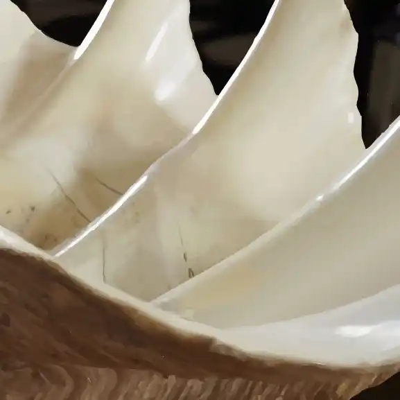 Stilisierter Ausschnitt einer Taufschale - eine hellbeige Riesenmuschel.